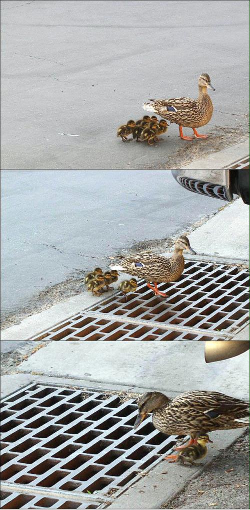 Noooooooooooooooo!